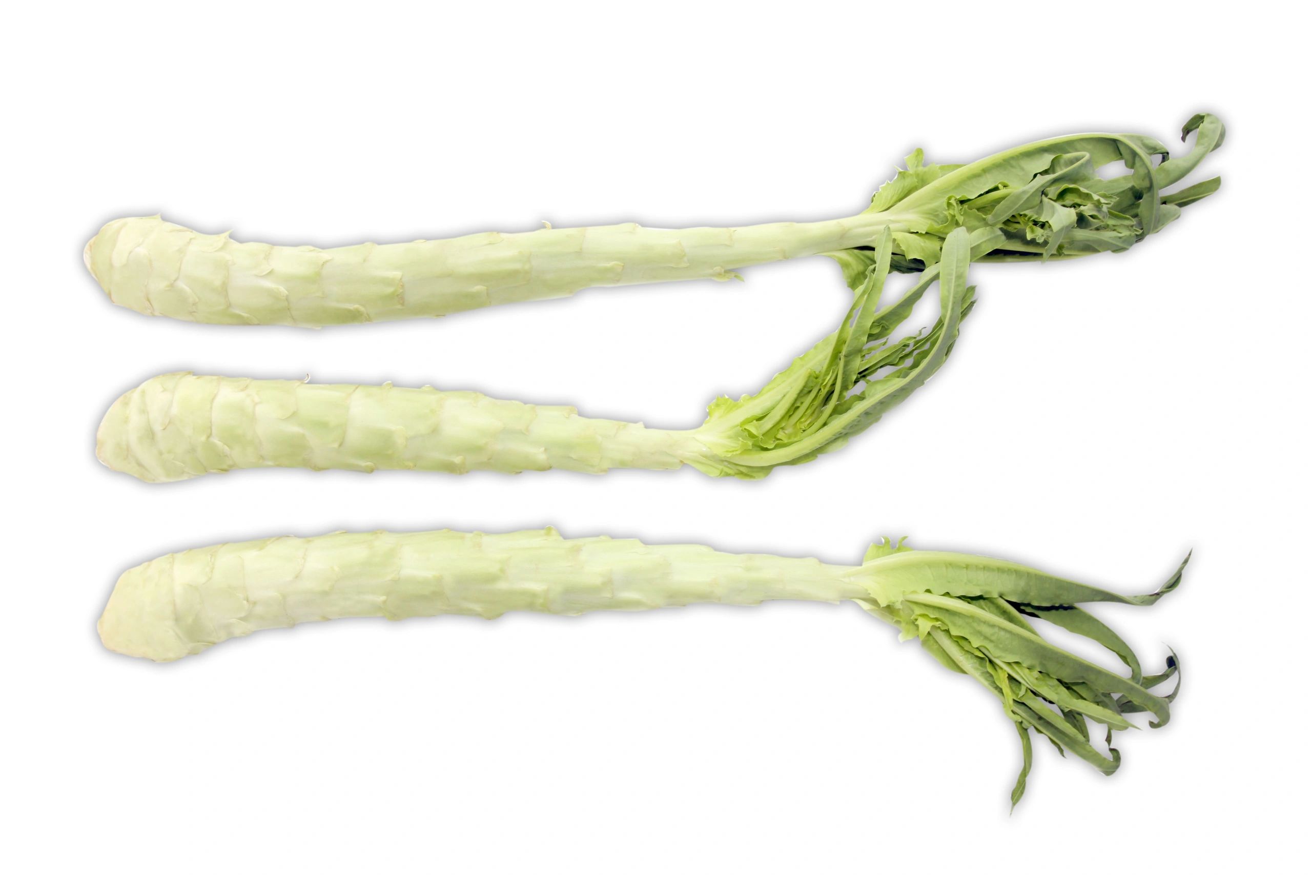 A Choy - Stem