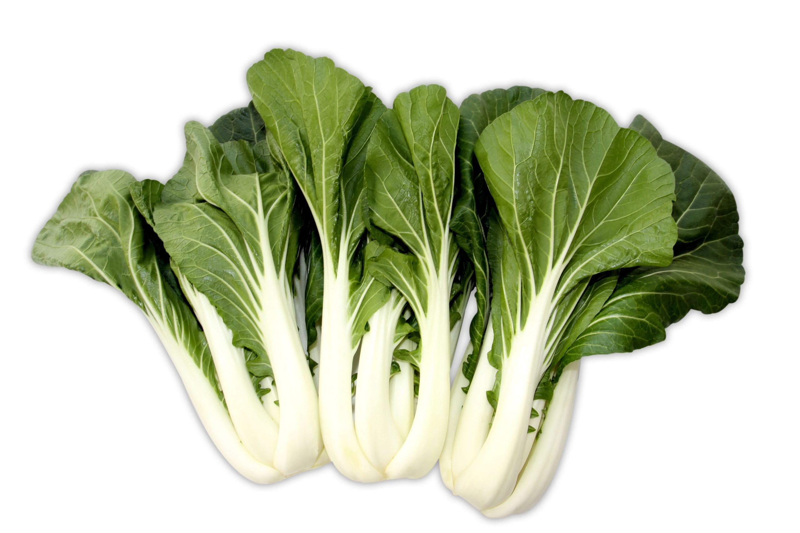 Bok Choy - Big