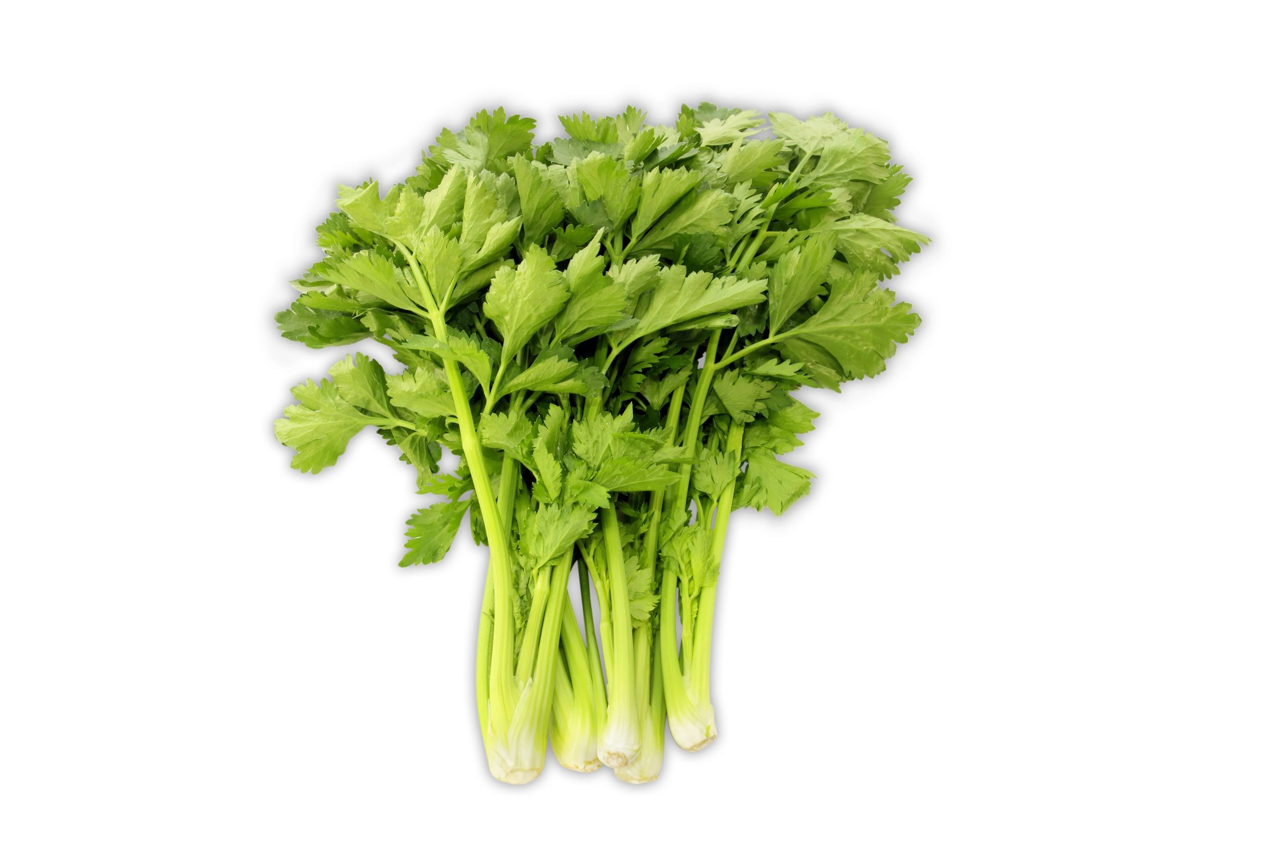 Chinese Celery