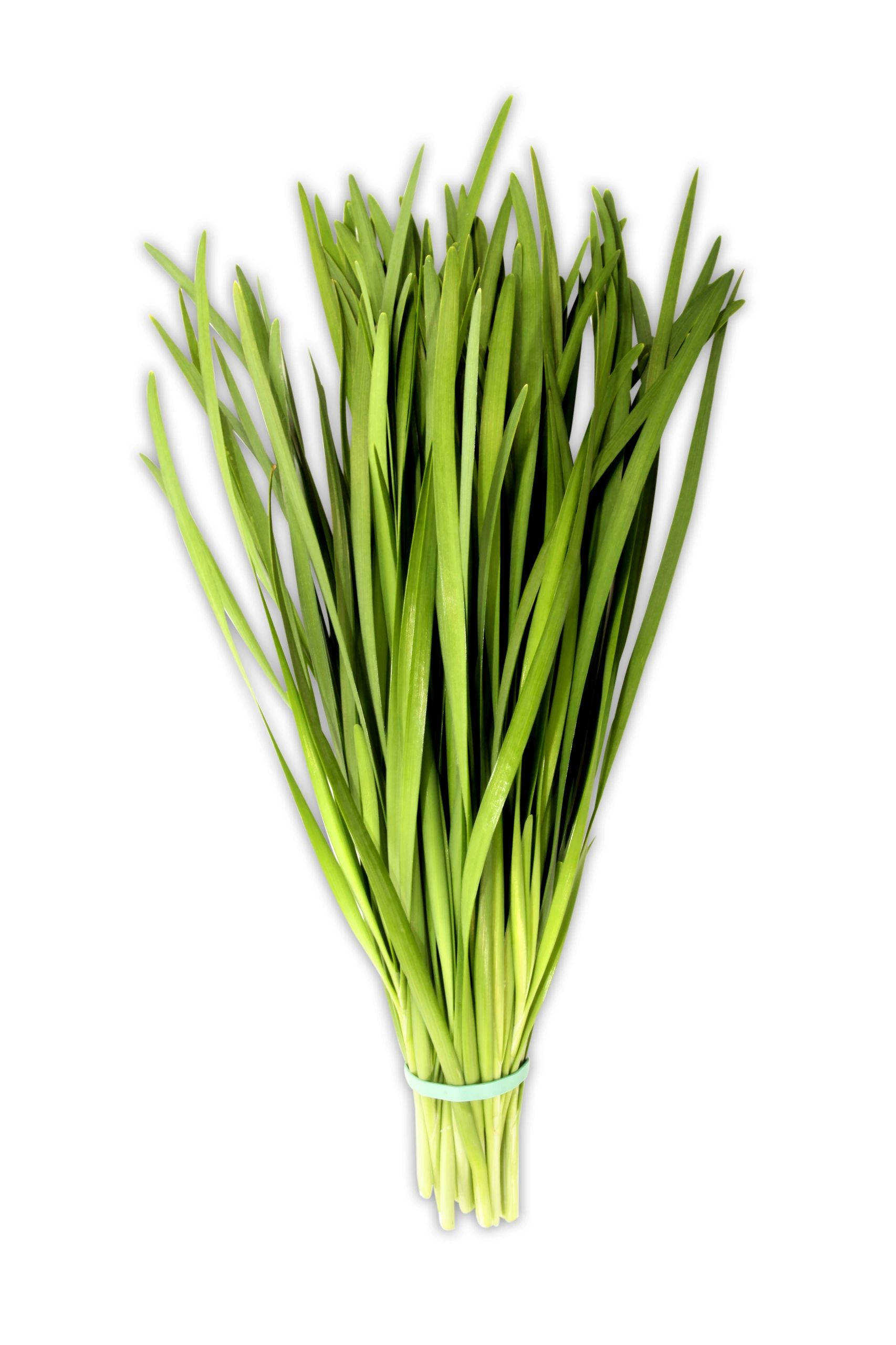 Chive - Nira - Green