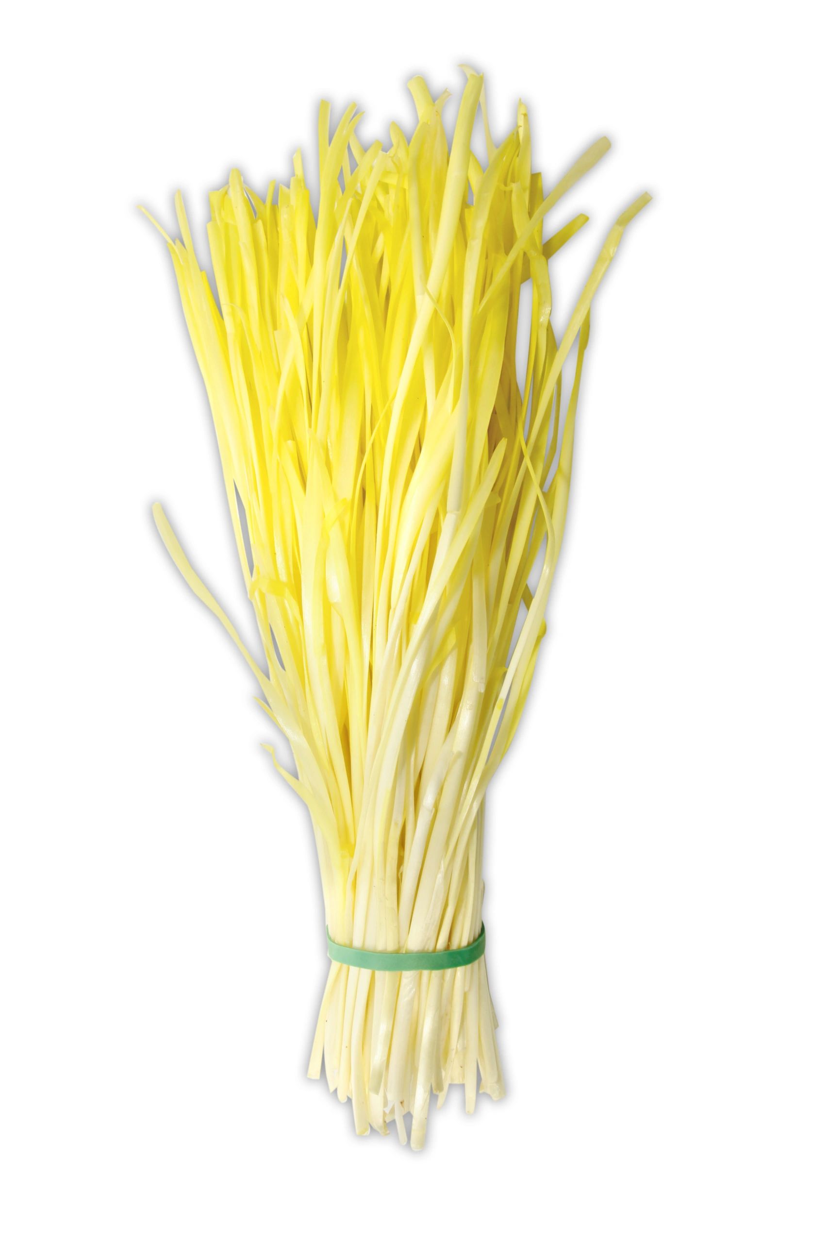 Chive - Nira - Yellow