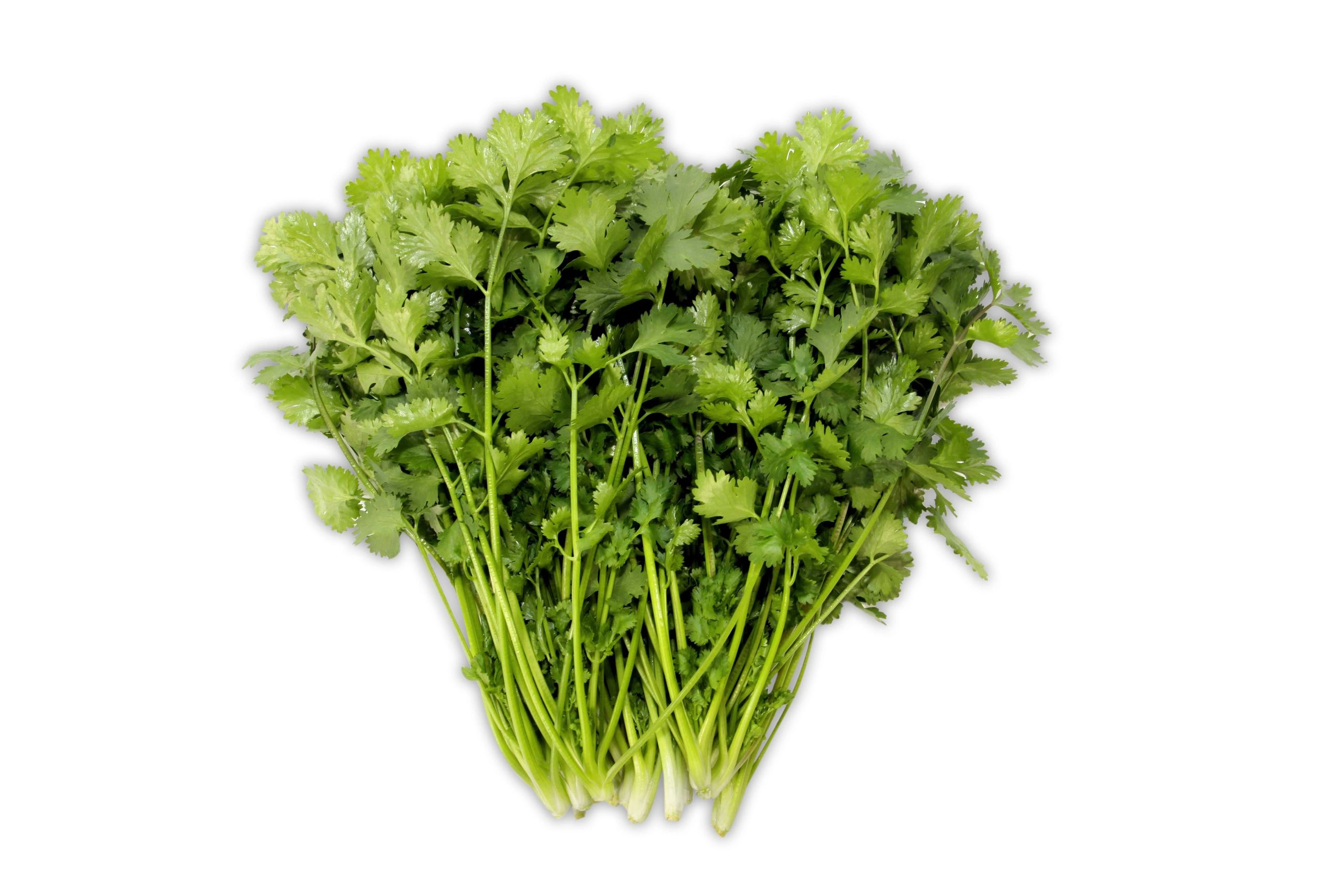 Cilantro - Chinese Parsley